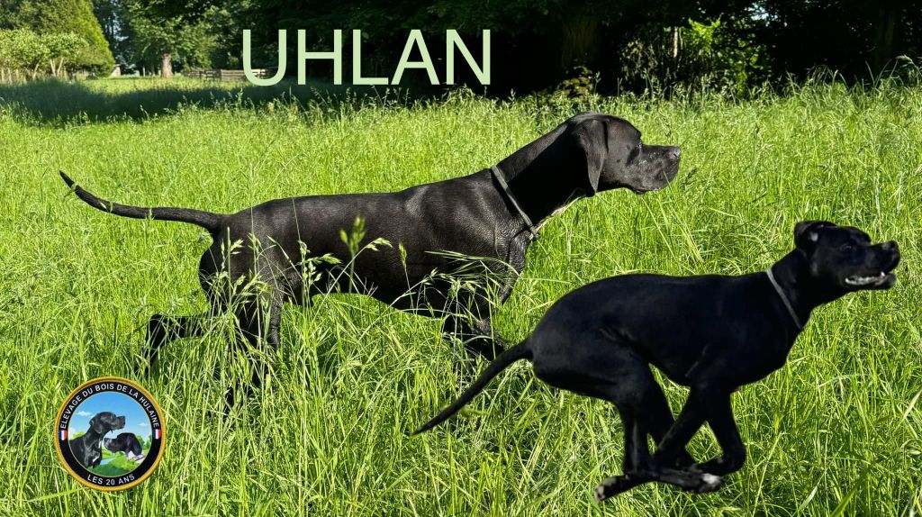 Uhlan (Sans Affixe)