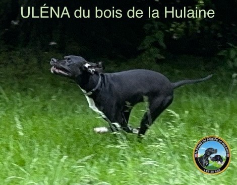 Uléna du bois de la Hulaine