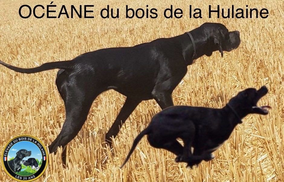 Océane du bois de la Hulaine