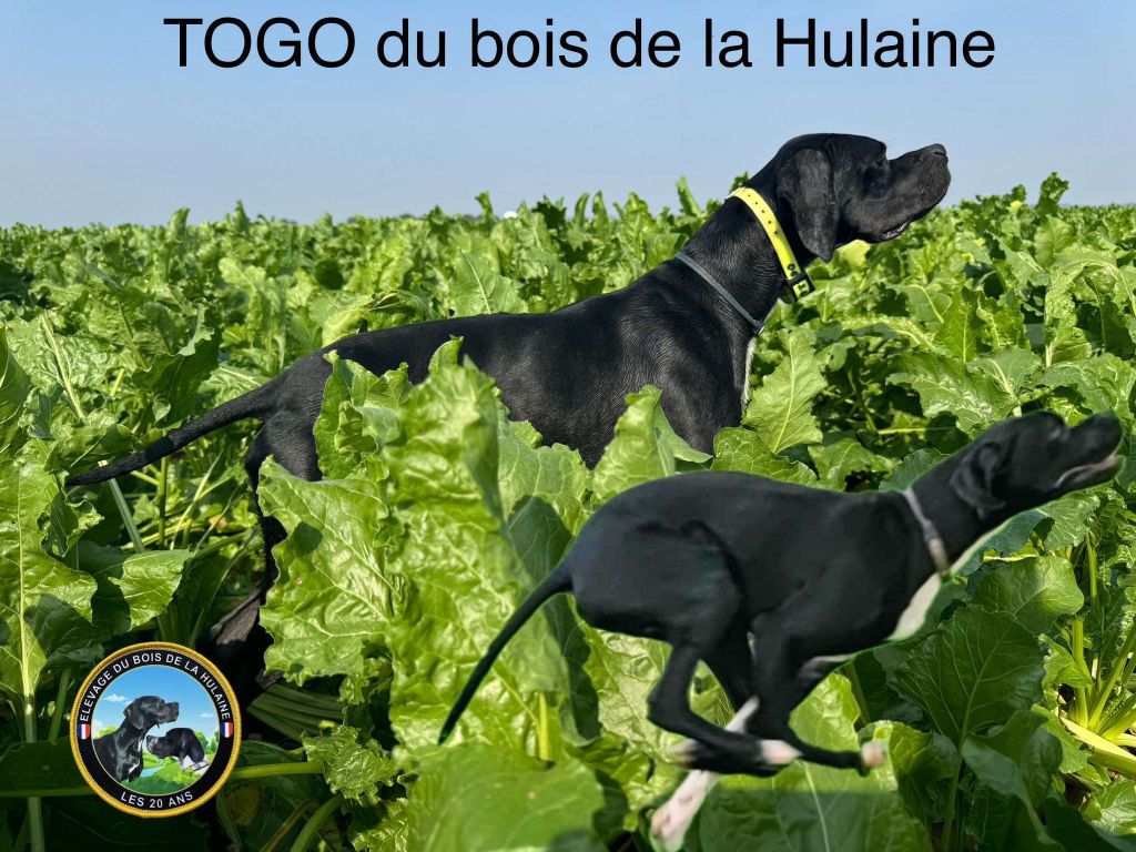 Togo du bois de la Hulaine