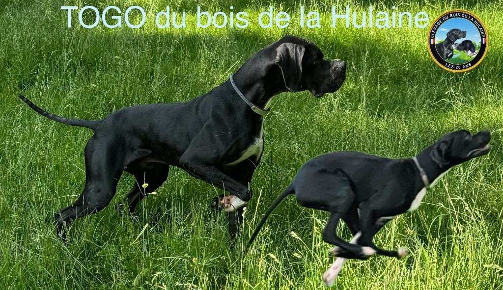 Togo du bois de la Hulaine