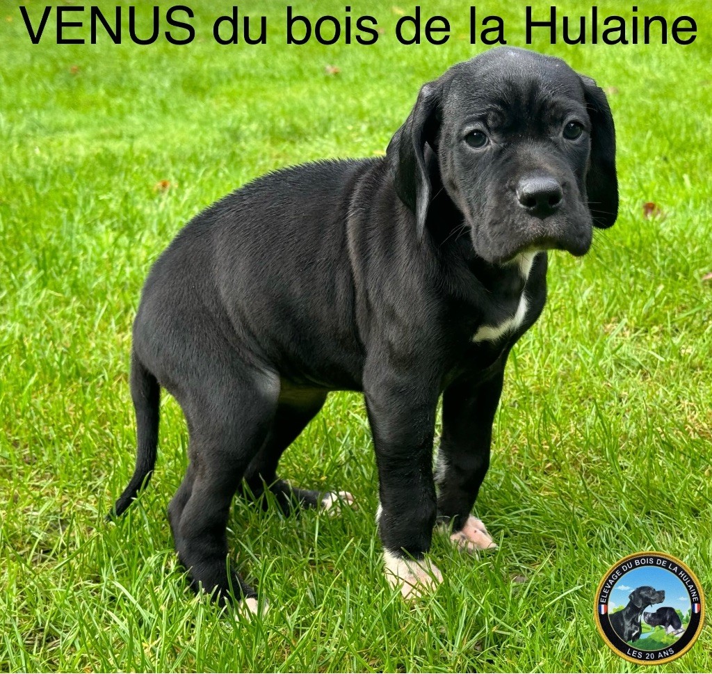 Venus du bois de la Hulaine