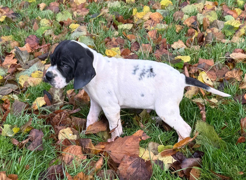 du bois de la Hulaine - Chiot disponible  - Pointer