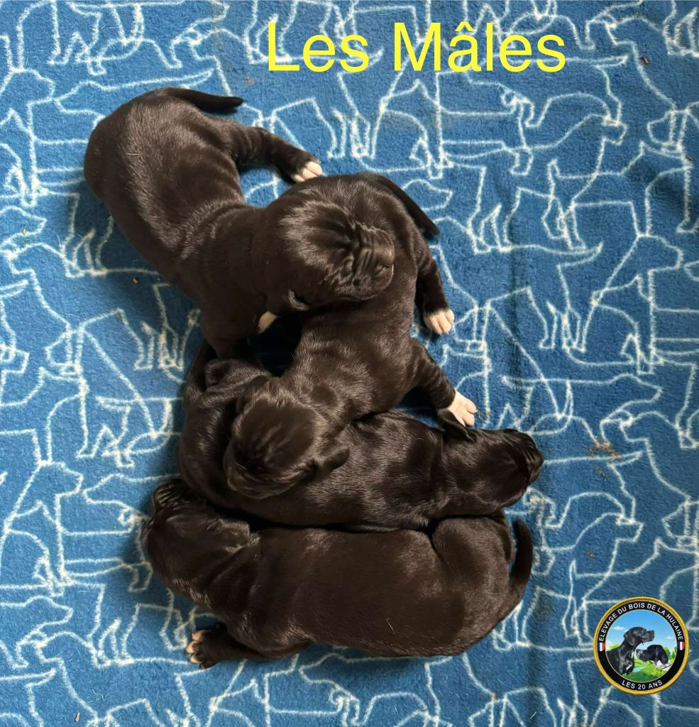 du bois de la Hulaine - Chiot disponible  - Pointer