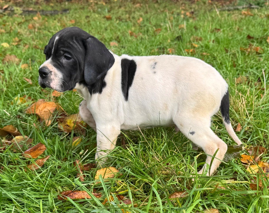 du bois de la Hulaine - Chiot disponible  - Pointer