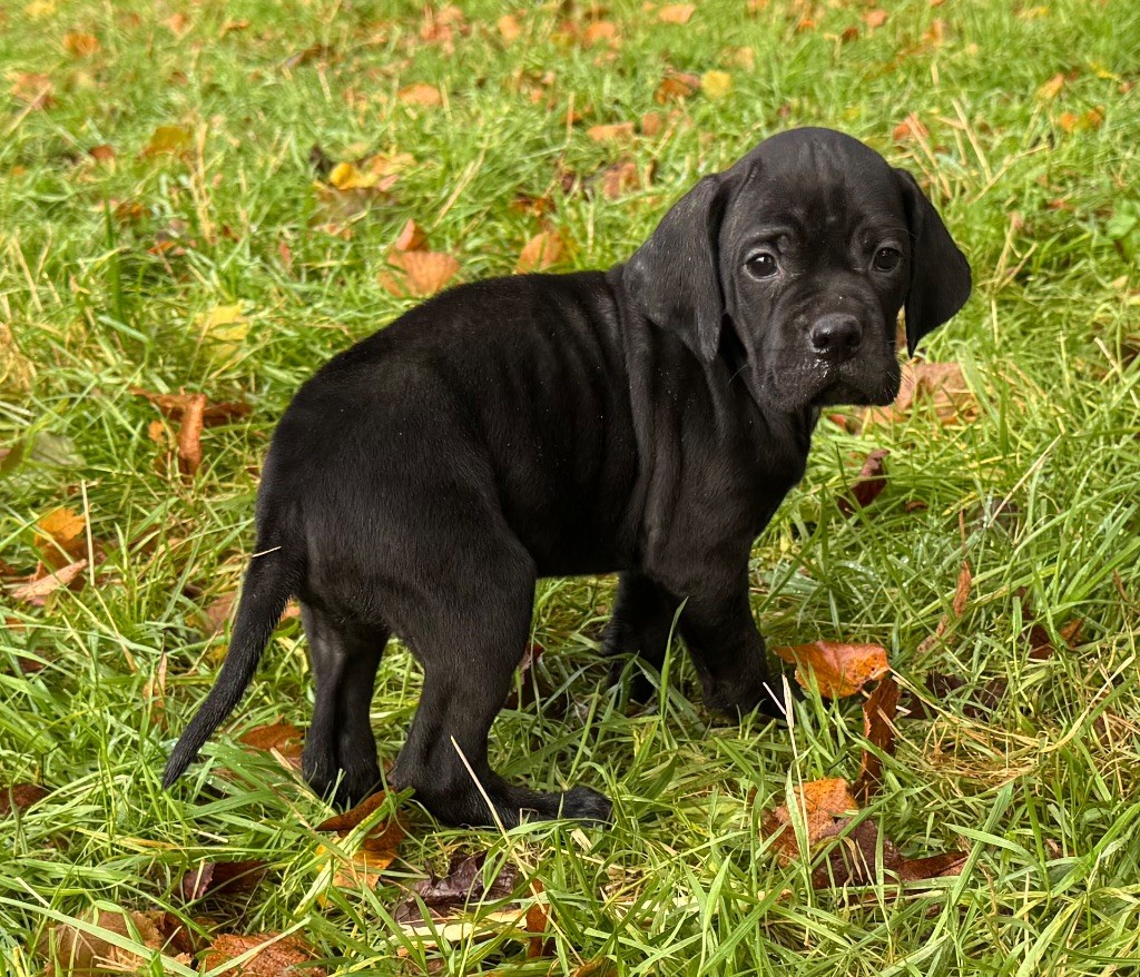 du bois de la Hulaine - Chiot disponible  - Pointer