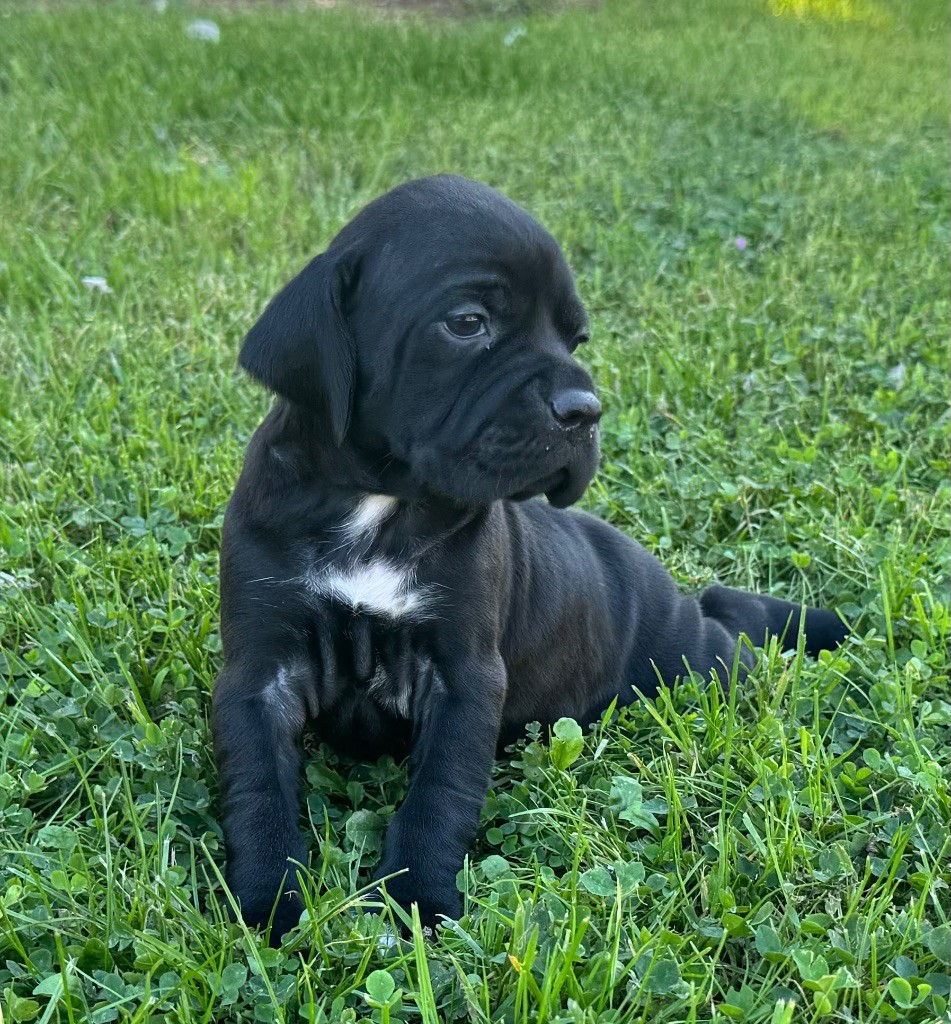 du bois de la Hulaine - Chiot disponible  - Pointer