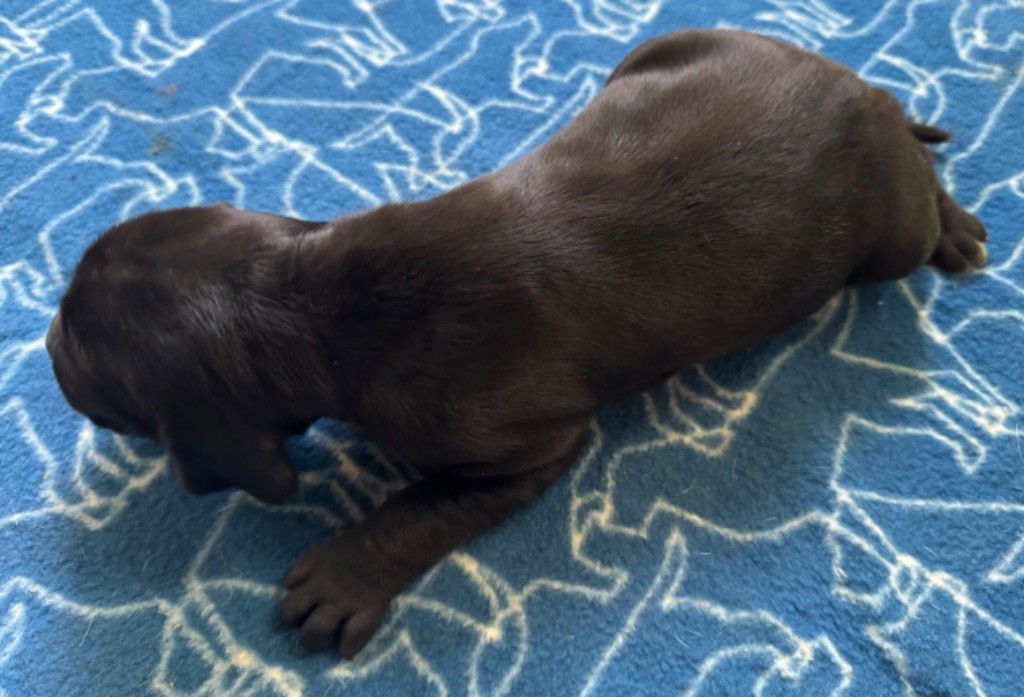 du bois de la Hulaine - Chiot disponible  - Pointer