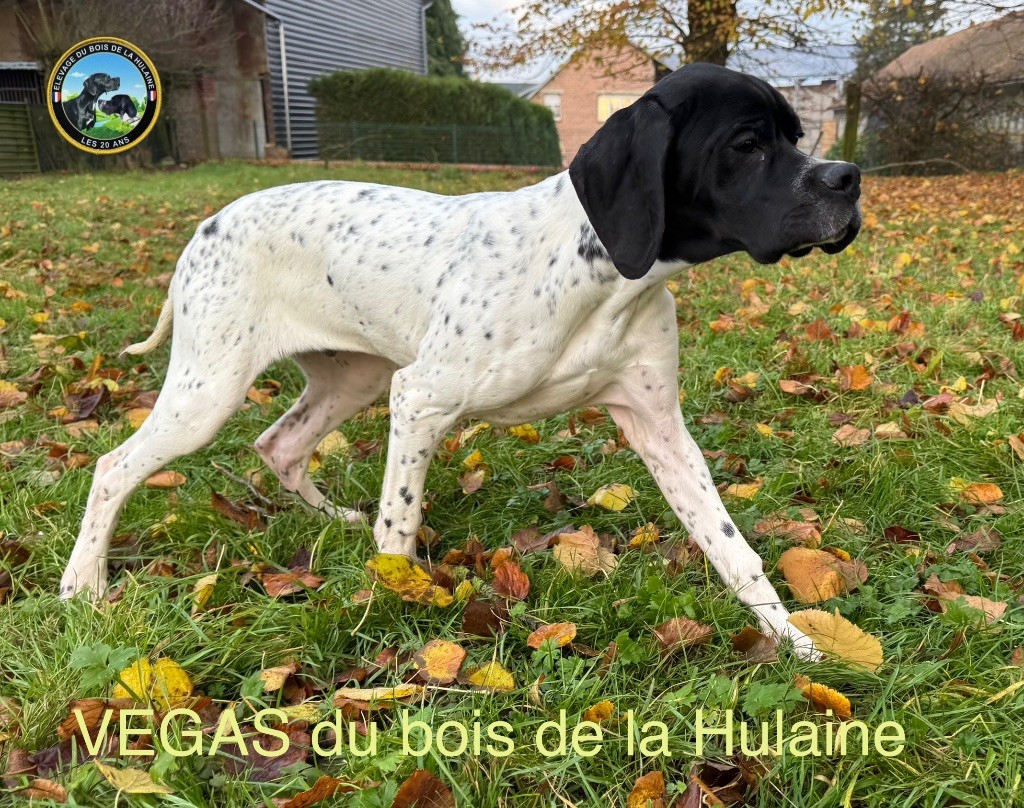 du bois de la Hulaine - Chiot disponible  - Pointer