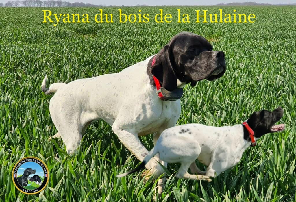Ryana du bois de la Hulaine