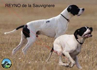Reyno de la Sauvignere