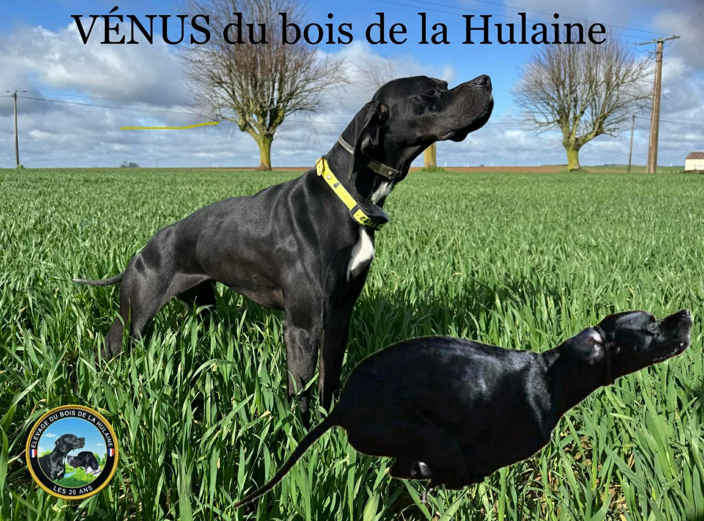 Venus du bois de la Hulaine