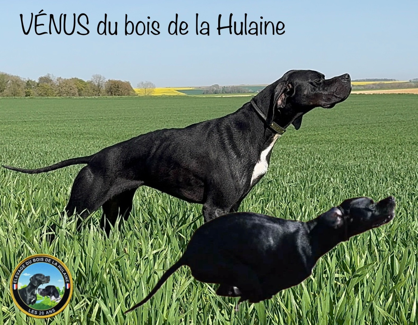 Venus du bois de la Hulaine