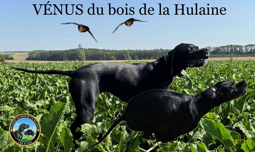 Venus du bois de la Hulaine