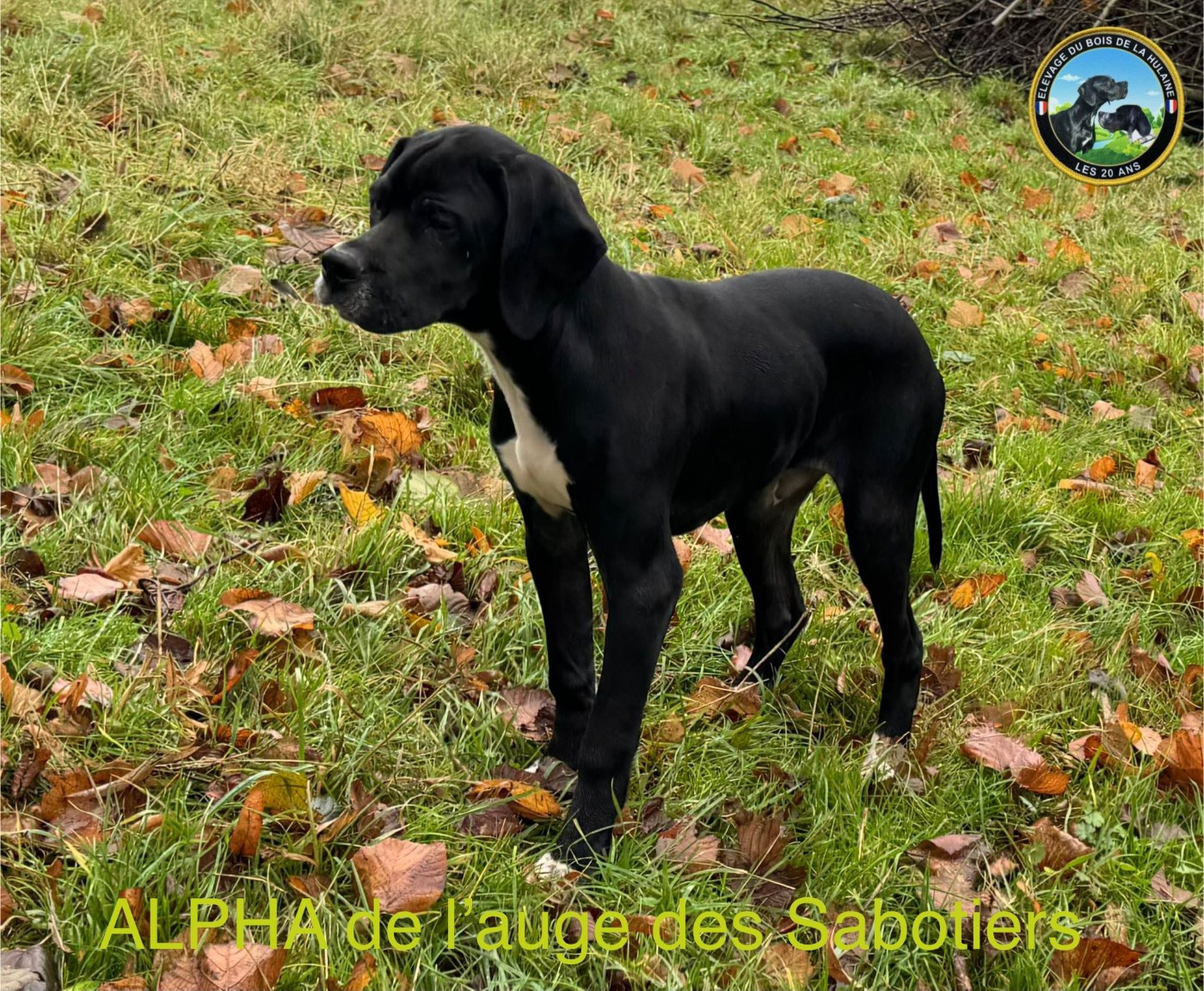 Alpha De L'auge Des Sabotiers