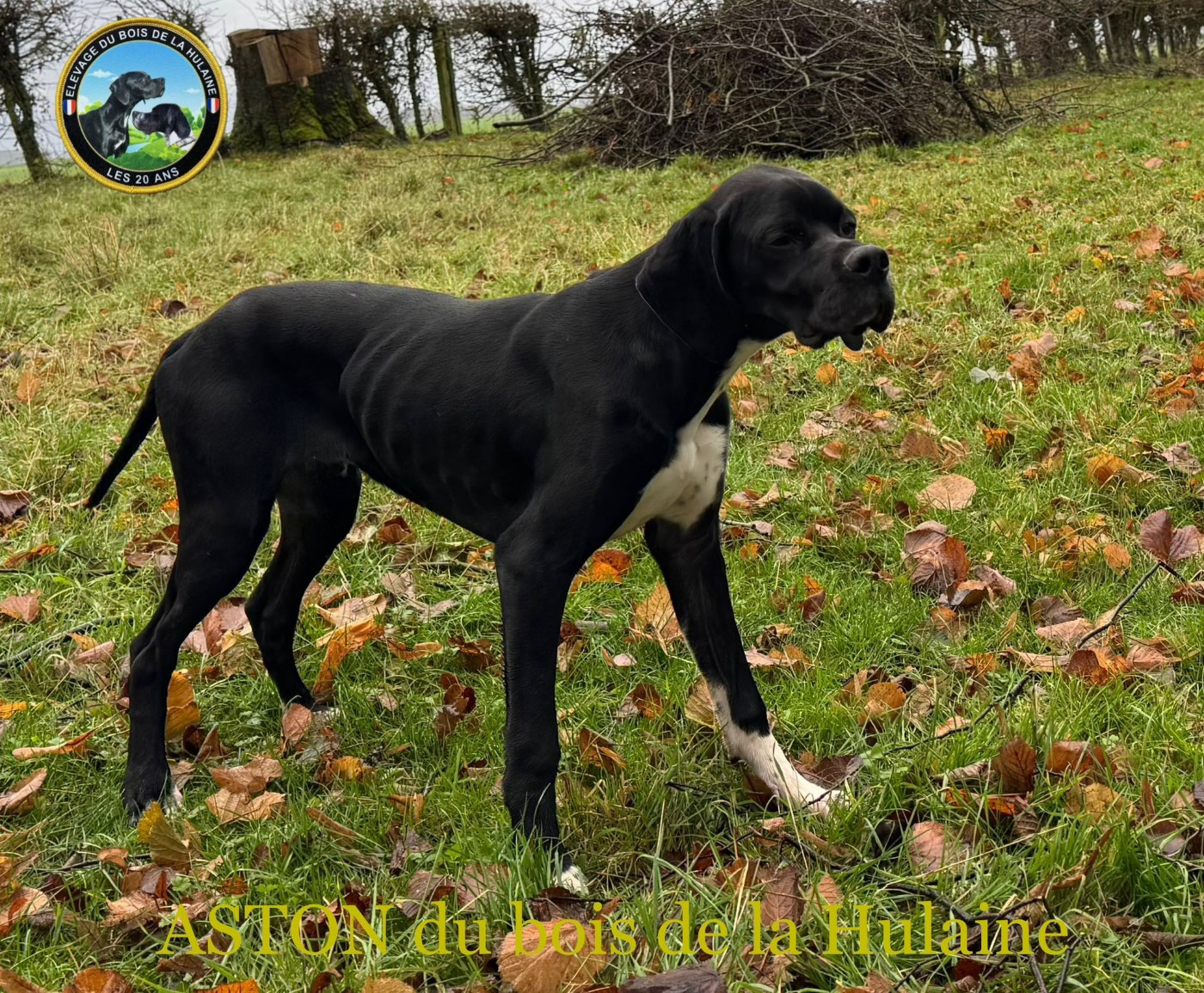 Aston du bois de la Hulaine