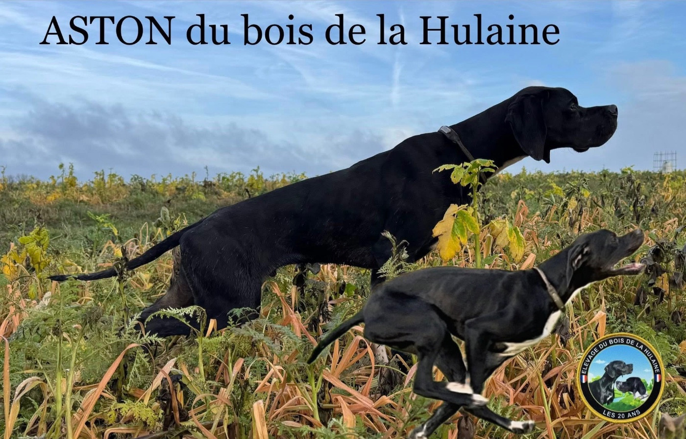 Aston du bois de la Hulaine