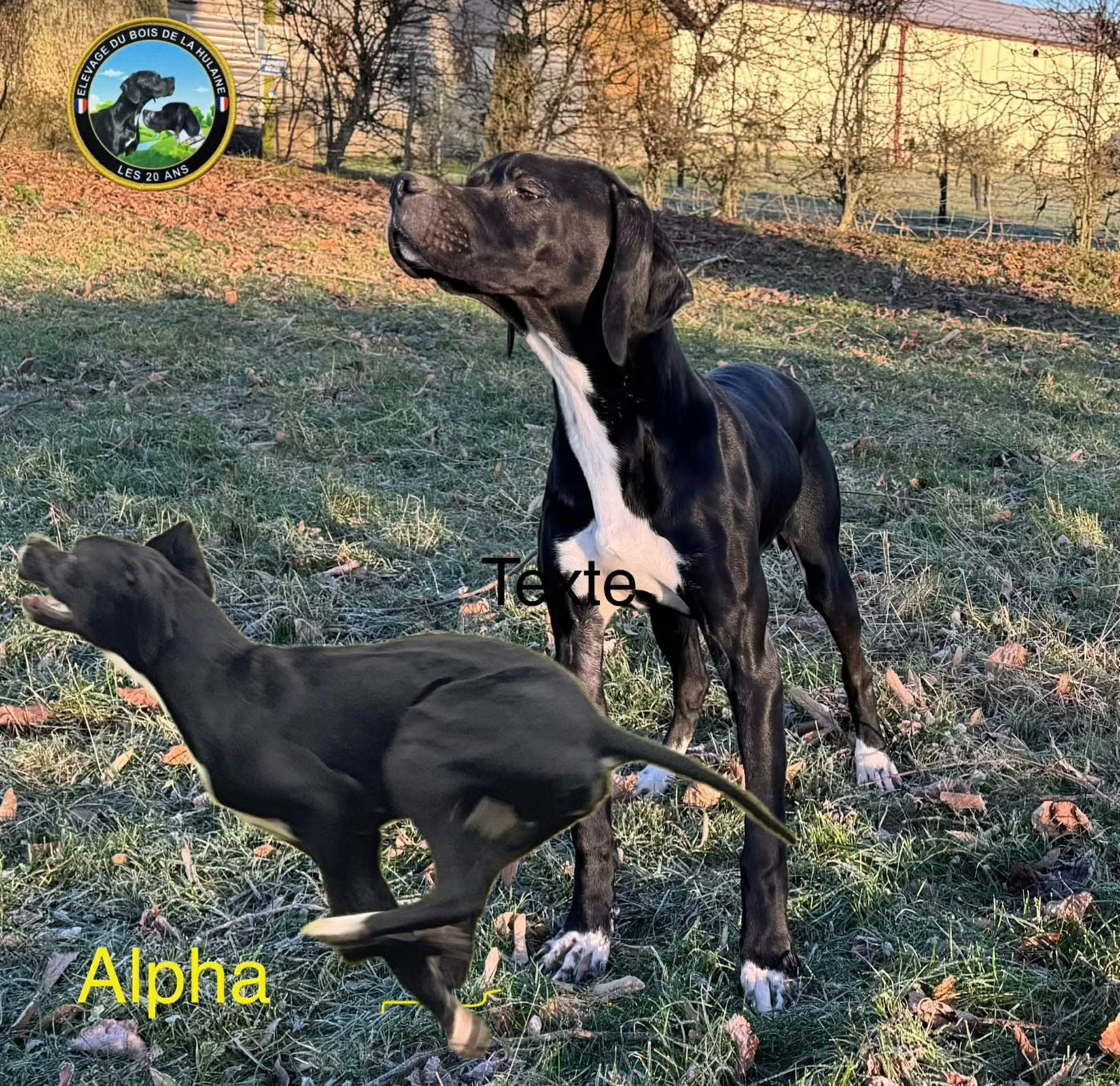 Alpha De L'auge Des Sabotiers