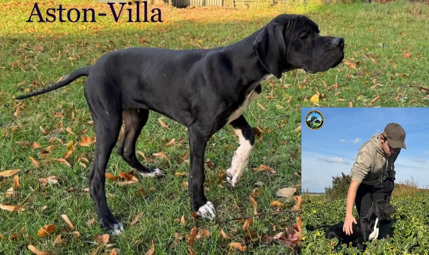 Aston-villa du bois de la Hulaine