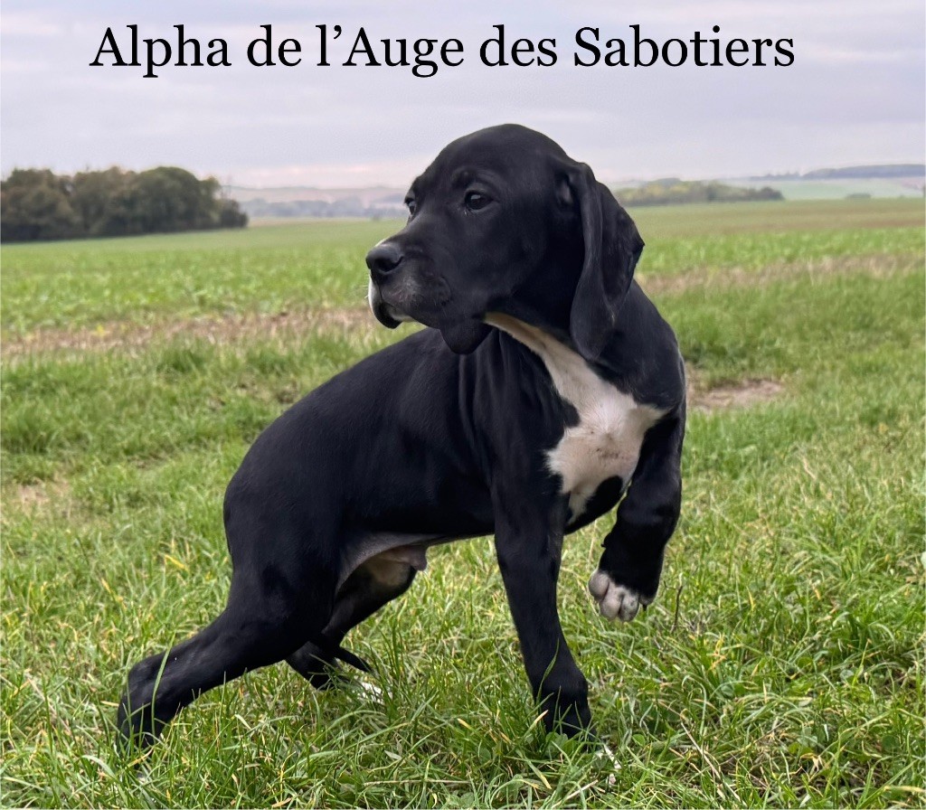 Alpha De L'auge Des Sabotiers