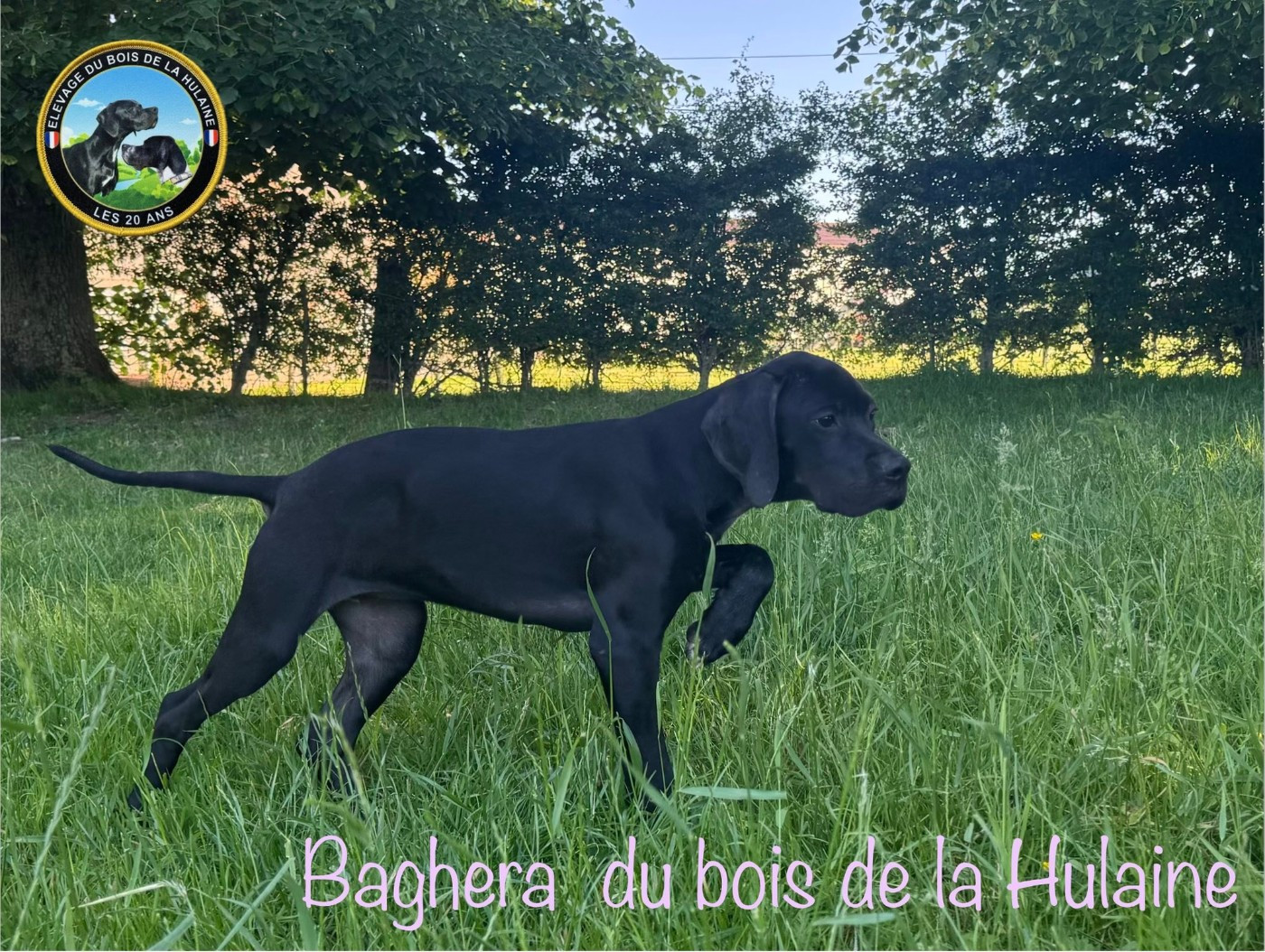 BAGHERA du bois de la Hulaine