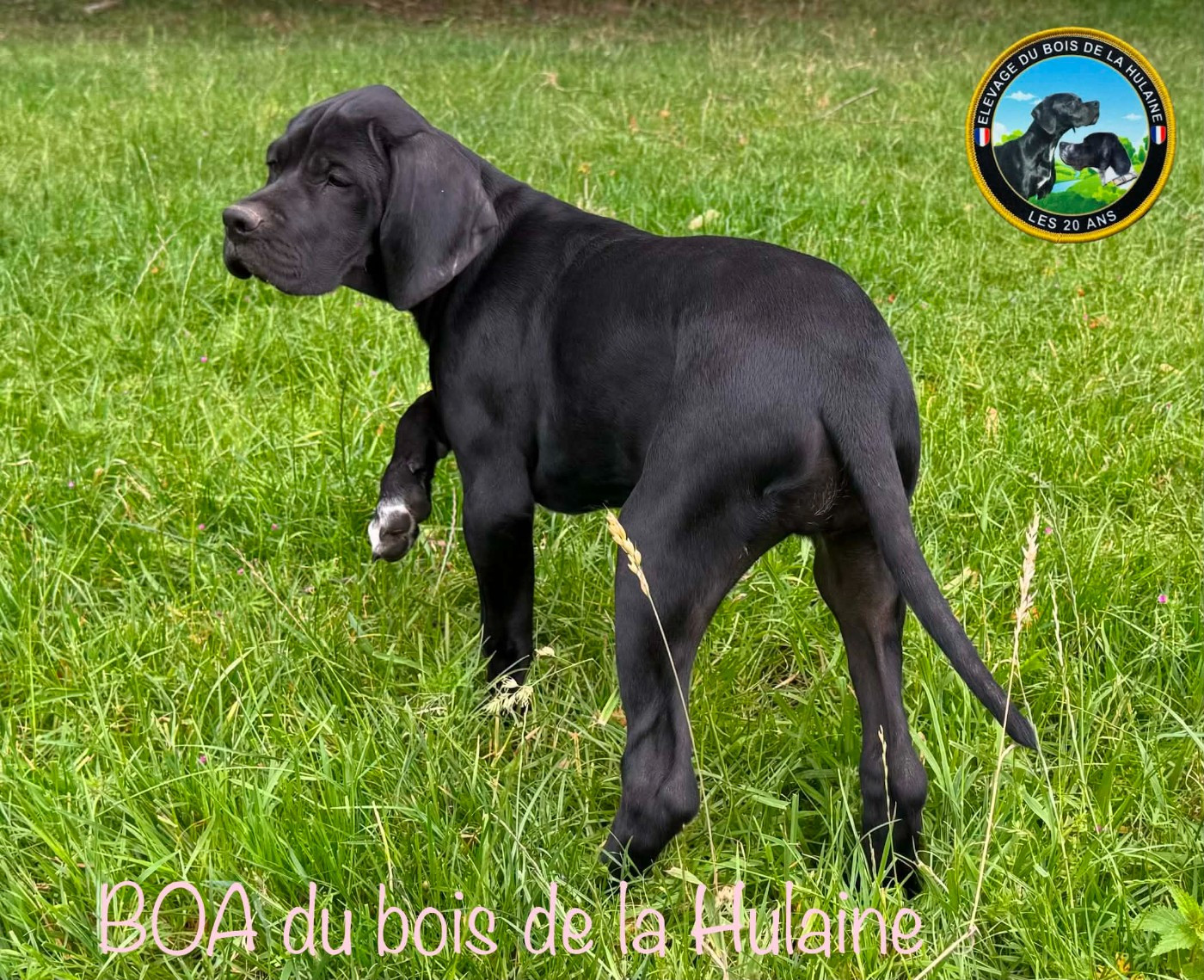 BOA du bois de la Hulaine