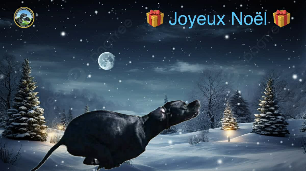 Joyeux Noël