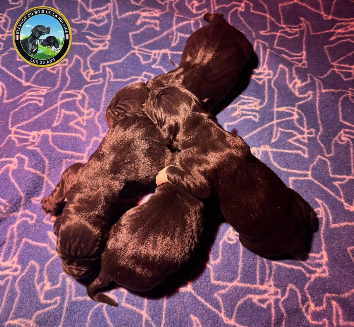 Naissance des chiots de SLAYE