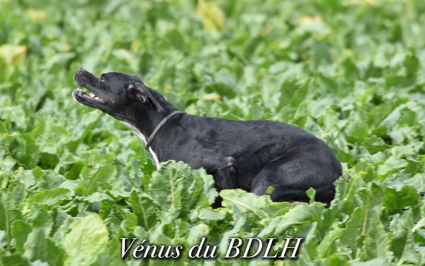 Vénus à Lambres lez Douai