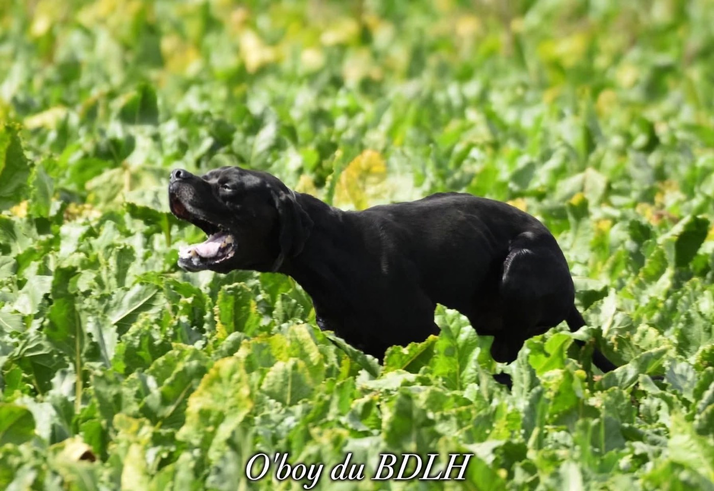 O'boy à Lambres lez Douai