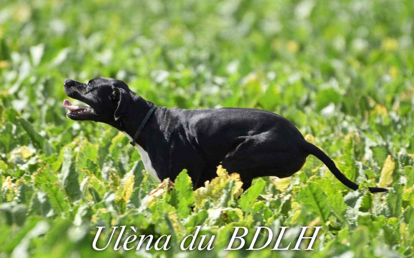 Uléna à Lambres lez Douai