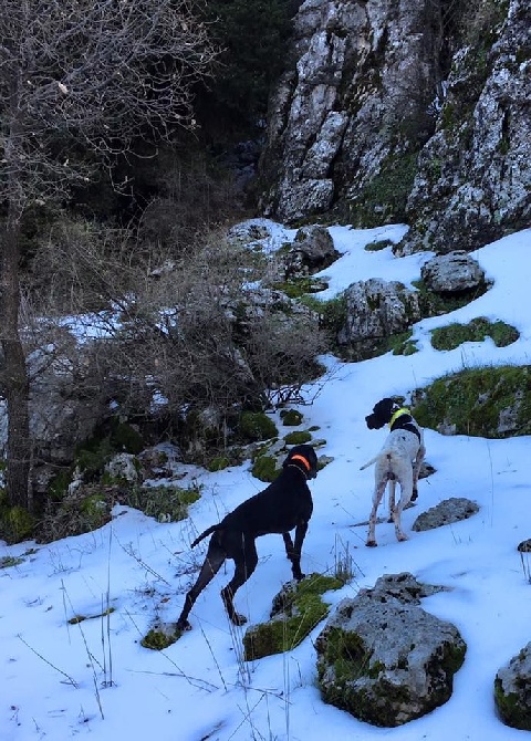 du bois de la Hulaine - Nos pointers français au LIBAN