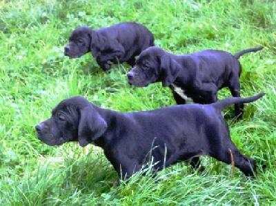 du bois de la Hulaine - Les alls blacks au test