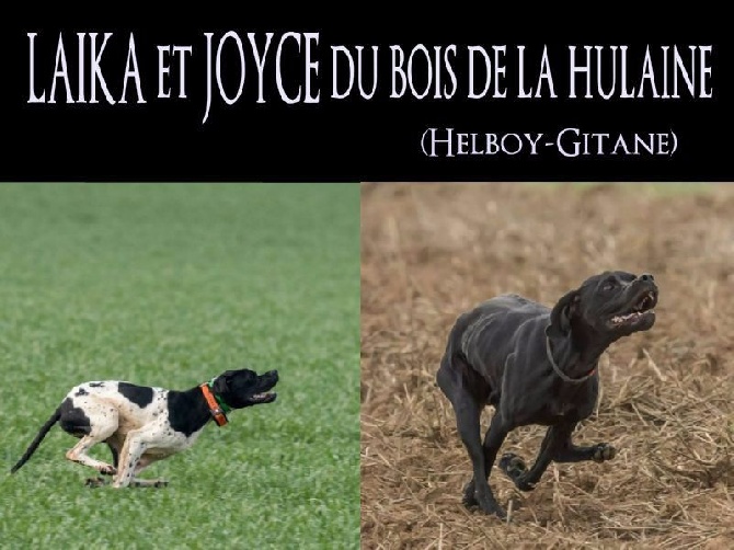 du bois de la Hulaine - Les deux soeurs