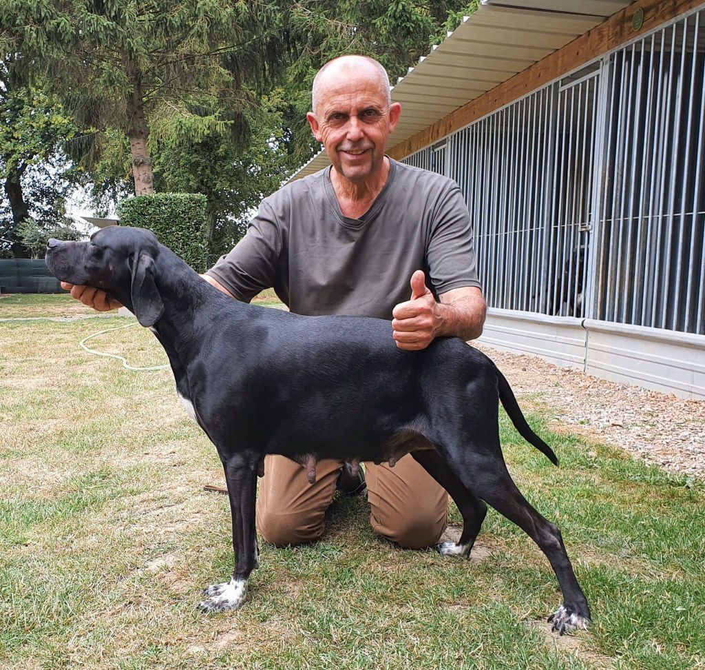 du bois de la Hulaine - Chiots de MISTRALE et HELBOY