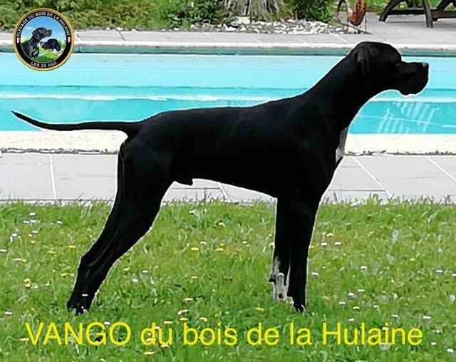 du bois de la Hulaine - Une jolie photo de VANGO à 8 mois1/2