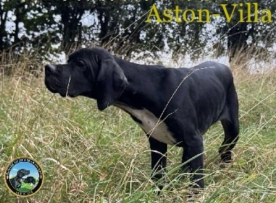 Aston-Villa du bois de la Hulaine 3mois 1/2