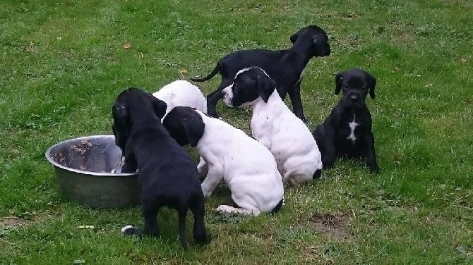 du bois de la Hulaine - Premier repas des chiots LEWIS et JOYCE