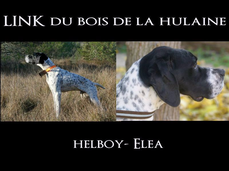 du bois de la Hulaine - LINK du bois de la hulaine (14mois HELBOY-ELEA)