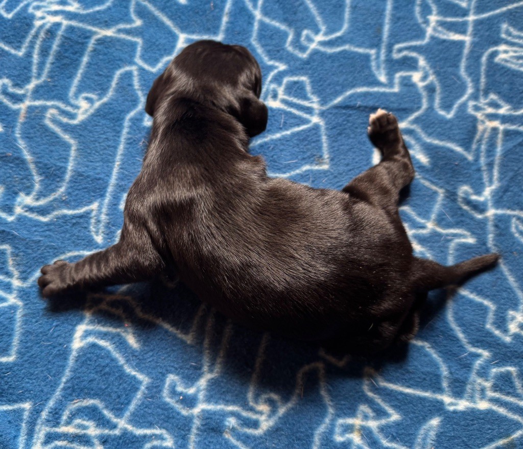 du bois de la Hulaine - Chiots disponibles - Pointer