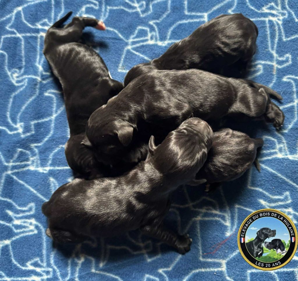du bois de la Hulaine - Chiots disponibles - Pointer