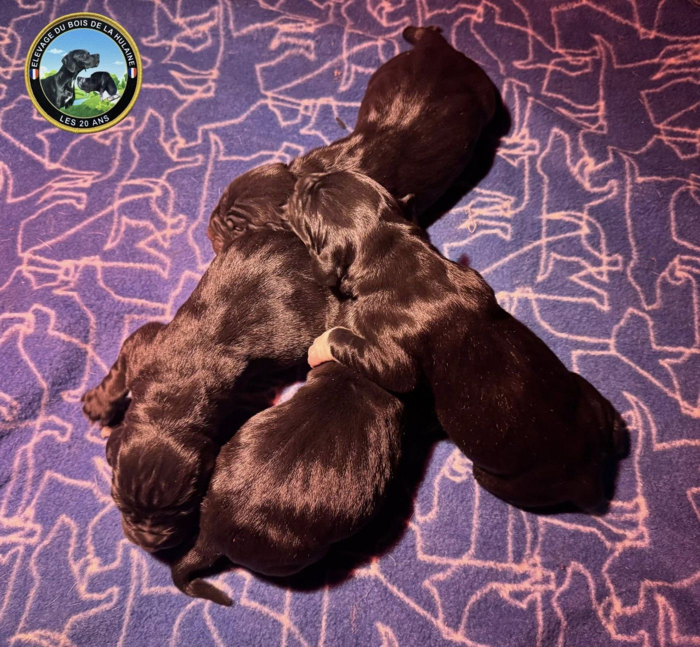 du bois de la Hulaine - Pointer - Portée née le 15/02/2026