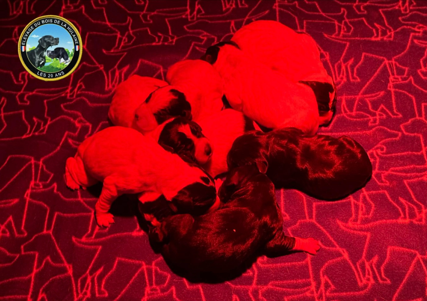 du bois de la Hulaine - Pointer - Portée née le 27/02/2026