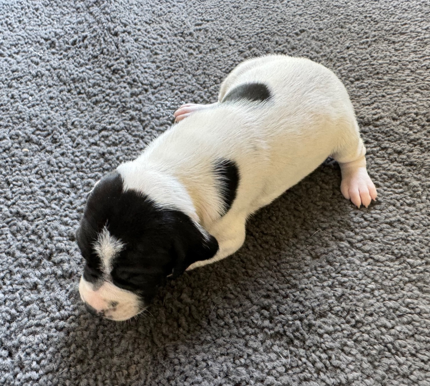 du bois de la Hulaine - Chiots disponibles - Pointer