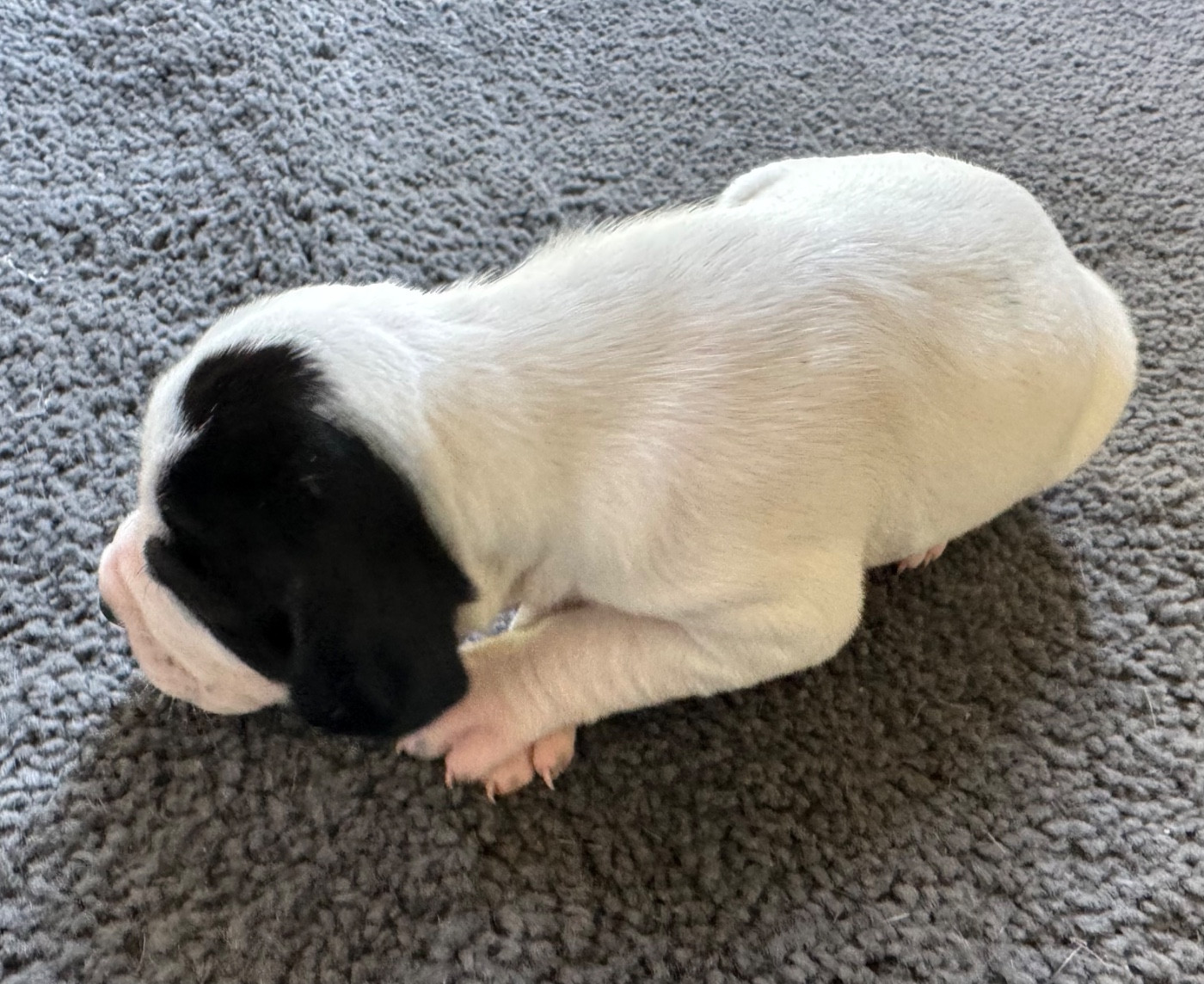 du bois de la Hulaine - Chiots disponibles - Pointer