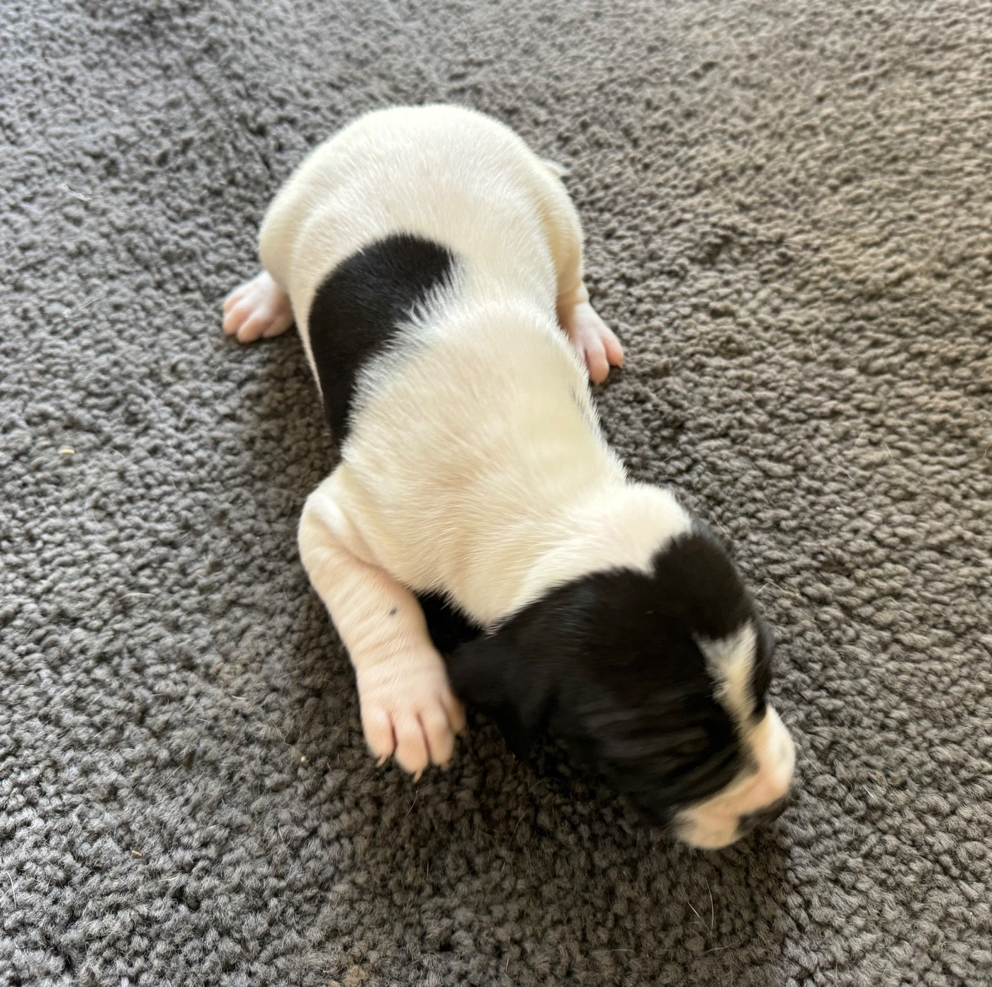 du bois de la Hulaine - Chiots disponibles - Pointer