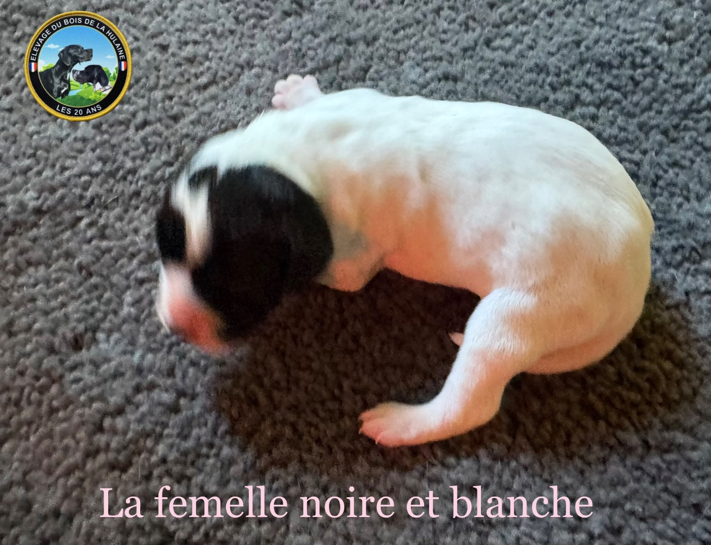 du bois de la Hulaine - Chiots disponibles - Pointer