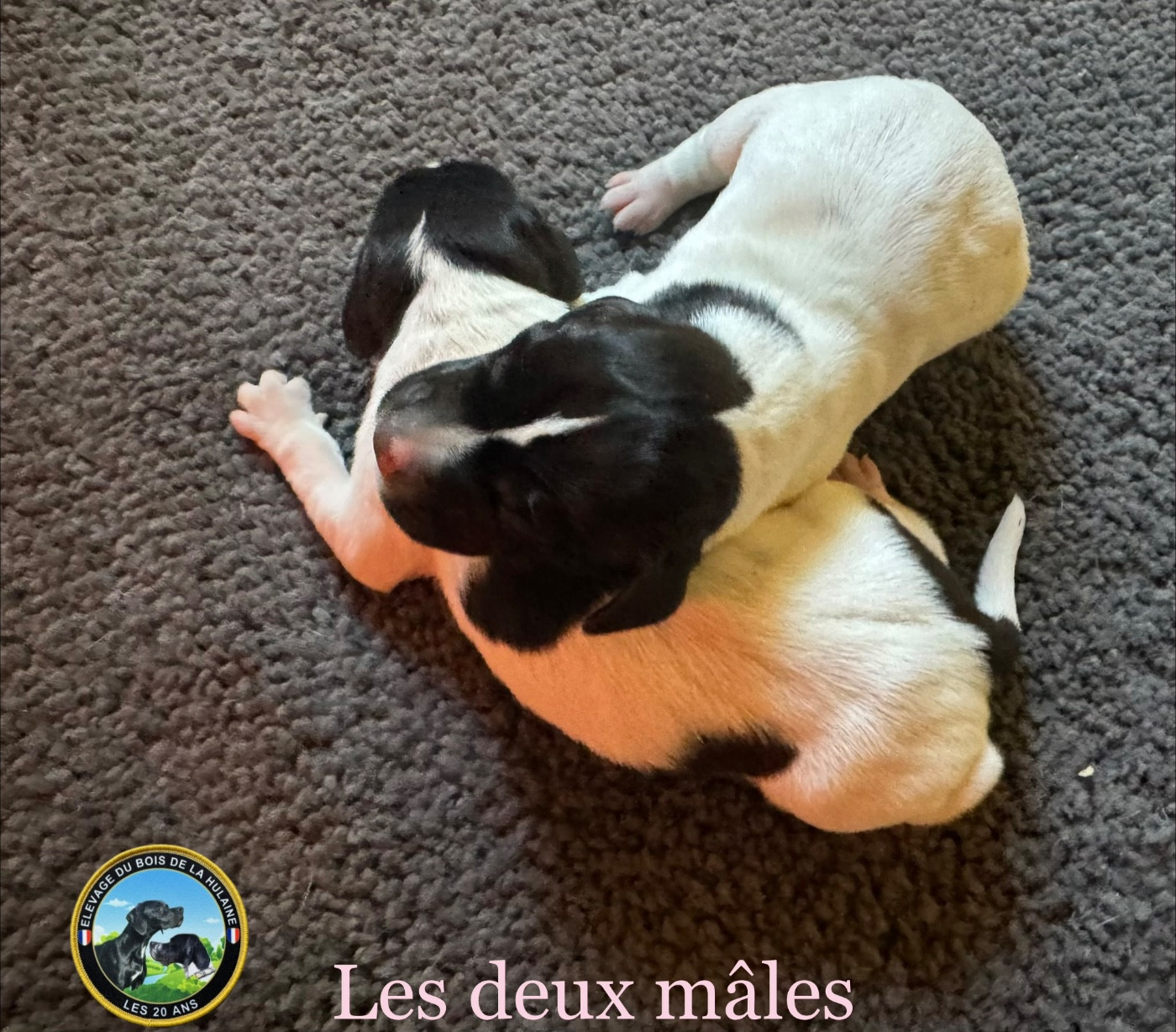 du bois de la Hulaine - Chiots disponibles - Pointer