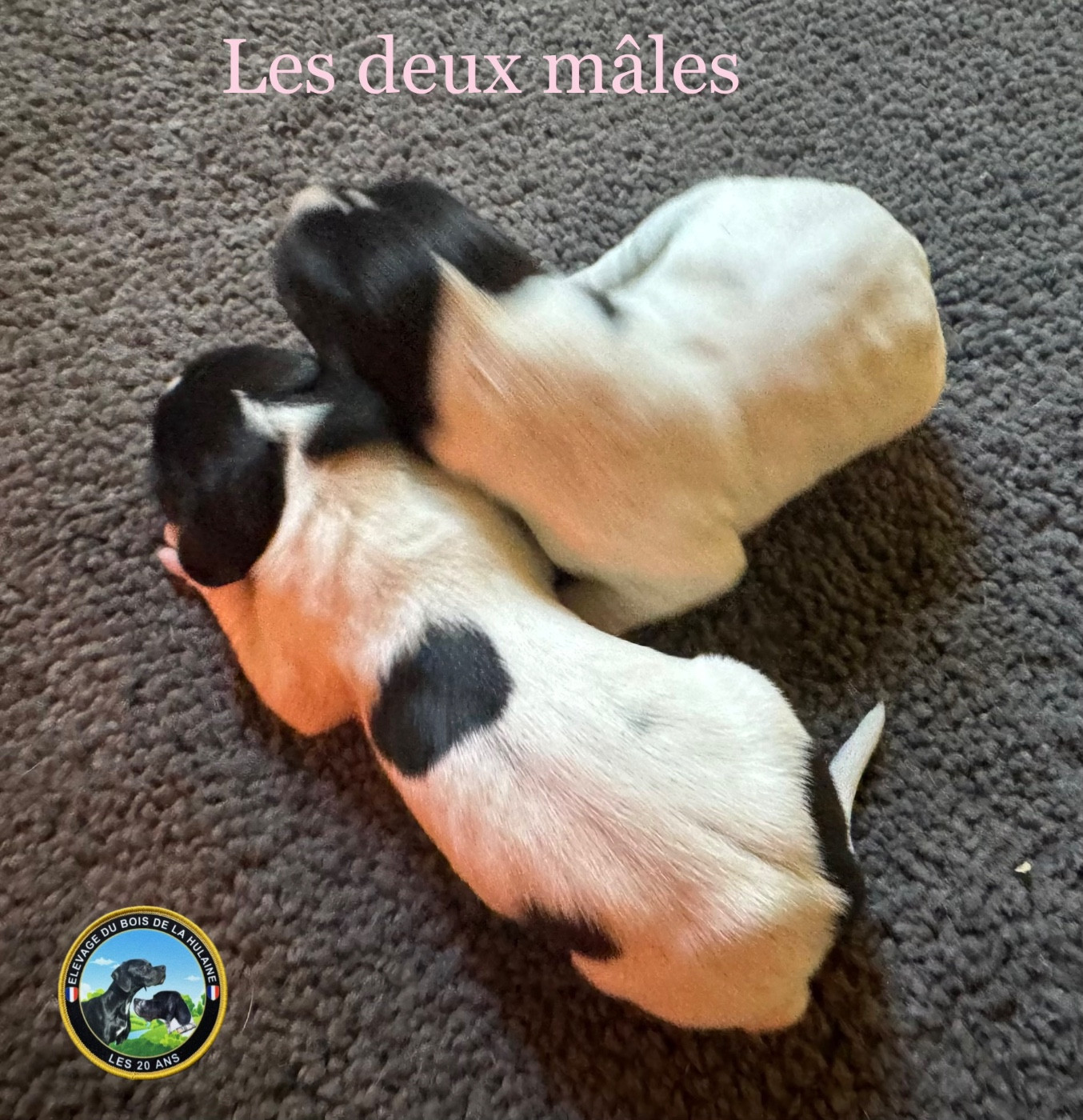 du bois de la Hulaine - Chiots disponibles - Pointer