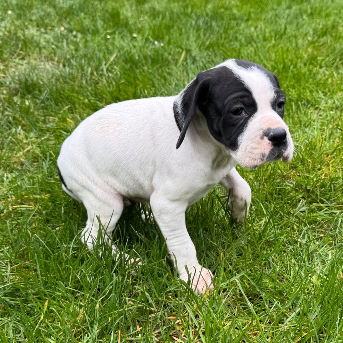 du bois de la Hulaine - Chiots disponibles - Pointer